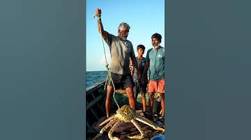 Catching Giant King Crab from the Sea | Epic Survival Fishing