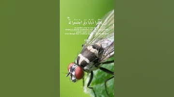 ياأيها الناس ضرب مثل فاستمعوا له إن الذين تدعون من دون الله .سورة الحج .القرآن الكريم. خالد الجليل