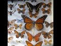 Insect Collection -Part 2- BUTTERFLIES