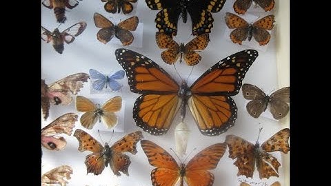 Insect Collection -Part 2- BUTTERFLIES
