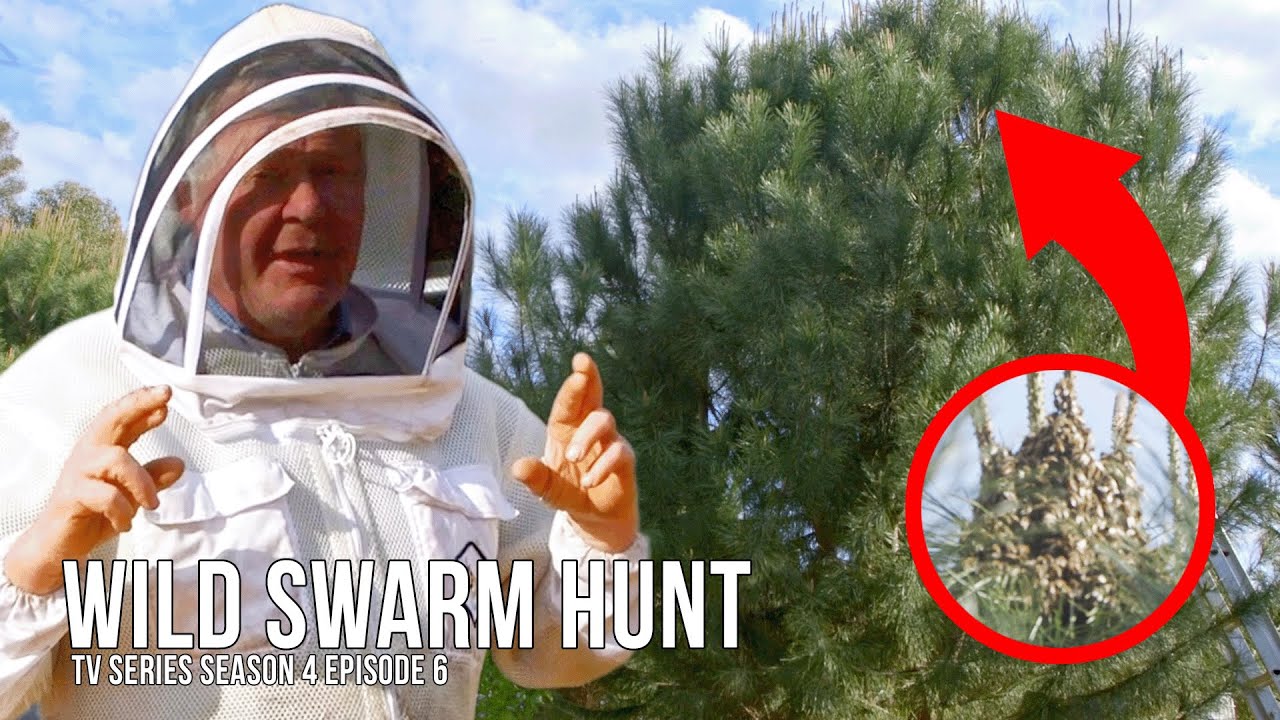 Spring Swarm Traps - Setting Up Old Bee Boxes for New Bees! | The Bush ...