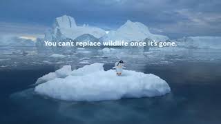 You can’t replace wildlife once it’s gone.