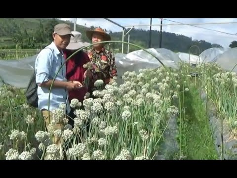 Video: Penanaman Bawang Musim Bunga: Ketahui Mengenai Penjagaan Bawang Bunga