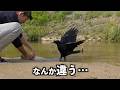 [今日は違う…？]いつもと様子が違うカラスの水浴び