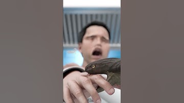 Học và Hỏi - Đừng bao giờ đụng vào một cái đầu rắn #xuhuong #shorts #viral #khampha #kienthuc