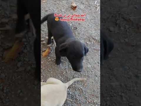 درود دوستان ببینید نی نی ها رو چقدر قشنگه هستن سگ مهربون