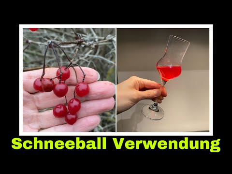 Video: Sind Schneeballbeeren essbar?