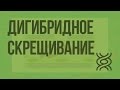 Дигибридное скрещивание. Видеоурок по биологии 9 класс