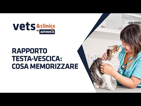 03.IT  Rapporto testa-vescica: cosa Memorizzare. Relatore Prof.Andrea Zatelli