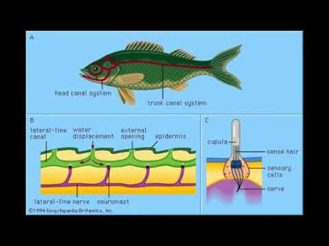 Video: Lateral Line Organ Sa Isda