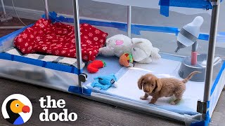 Bubble Puppy Decides She's Ready To Breathe On Her Own | The Dodo