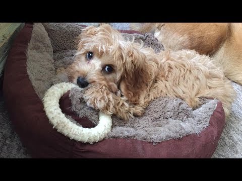 old cavapoo