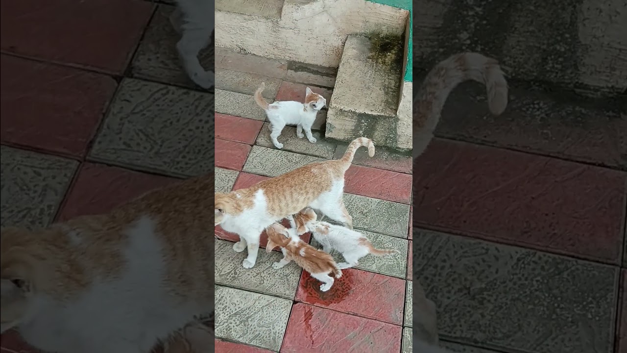 YouTube player