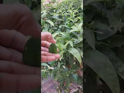 أخطر الأمراض الفطريه والحشريه التي تصيب نبات مسك الليل
