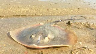 Manta rays and octopuses are rampant! by Beachcomber Zhang 7,436 views 3 weeks ago 10 minutes, 9 seconds