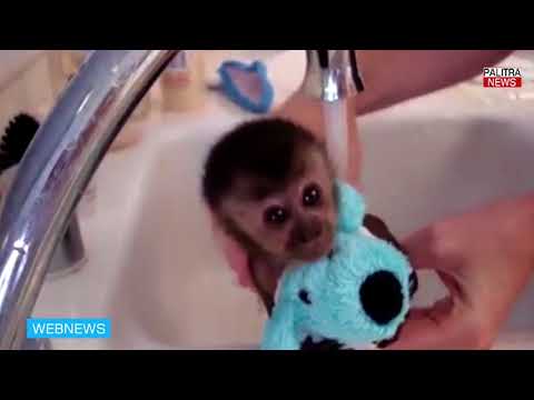 წყლის მოყვარული მაიმუნი