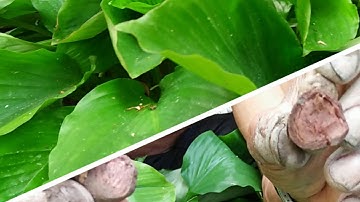 Vlogs:40/ thời gian và cách trồng ngãi đen ,ngãi tím  /Danh hận TV