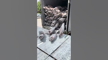 Simple Way Of Unloading Tuna Frozen As Hard As Stone From The Container !