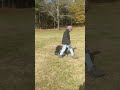 Off-Leash work with future Service Dog, Off-Leash work with future Service Dog,