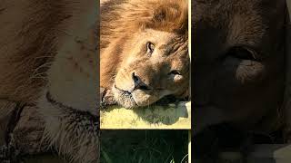 Sleepy Simba Lion - Those Eyes