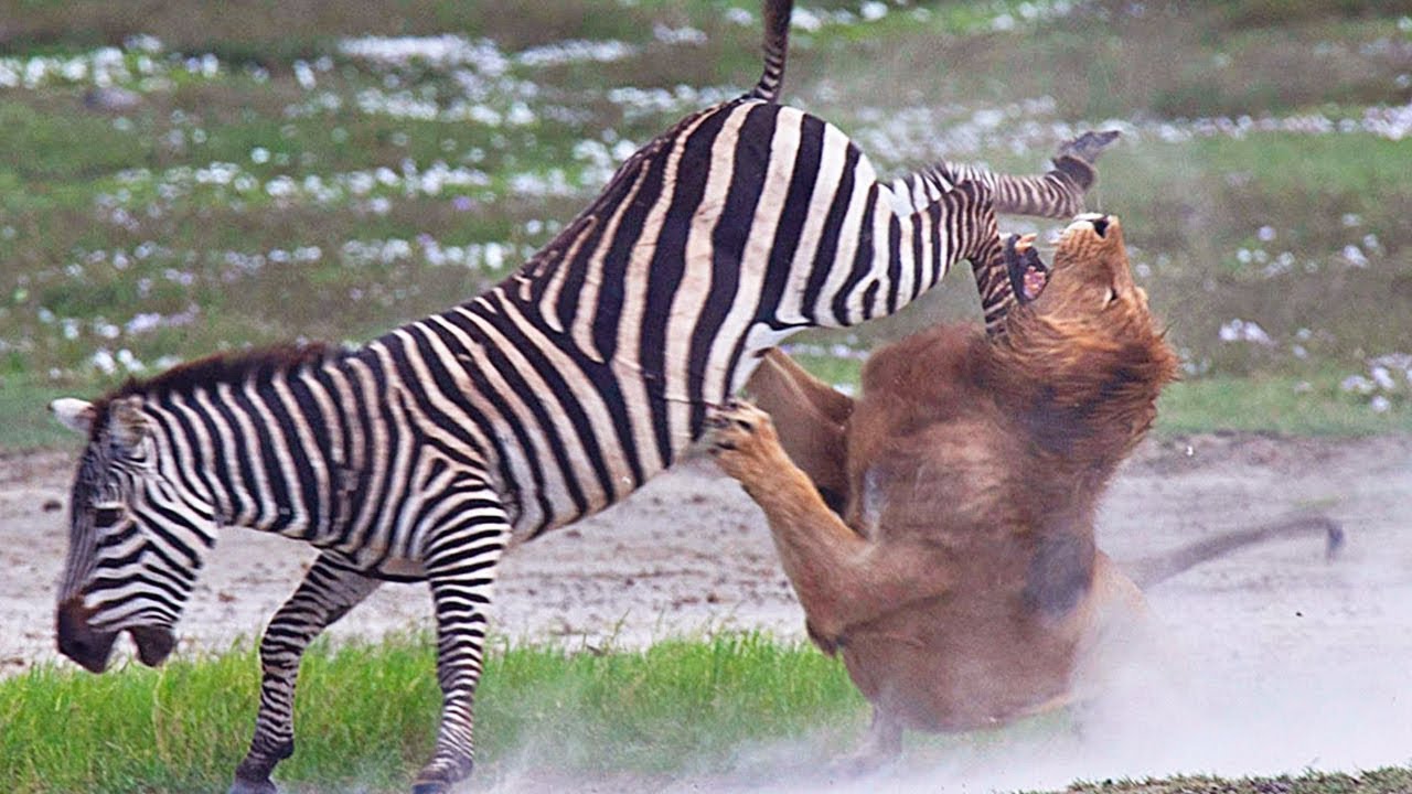 NO deberías meterte con una CEBRA, Depredadores se convirtieron en Víctimas