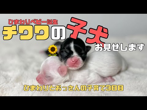 An old man living with seven dogs] I'll show you a Chihuahua