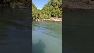 Bears While Salmon Fishing