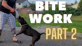 American Bully: BITE WORK Part 2 - First Day With The Bite Wedge #dog #training #americanbully