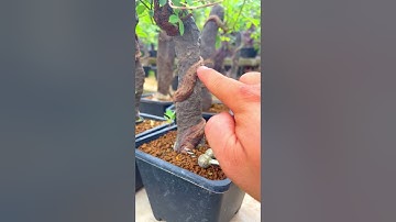 Mũi mài tròn rãnh đá ghép bonsai #bonsaishop