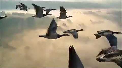 سوره /الصافات/مكرره بصوت ( سعد الغامدي )