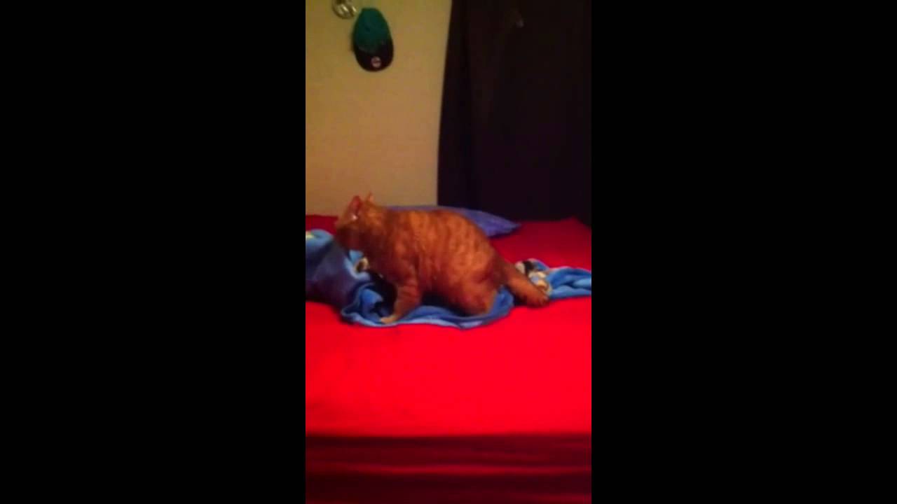 Cat humps blanket YouTube