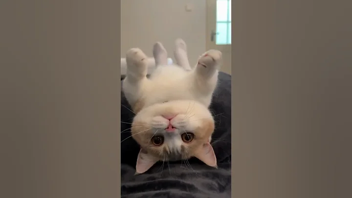 Watch the video about @meow_kingdom.1 #catcute #cat #kitten #cuteanimal #catlover #cute #pets #cutecat #kitty #funny