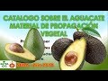 Catalogo Propagación del Aguacate SENA