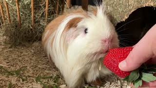 Cute Guinea pig Fergus eating strawberries