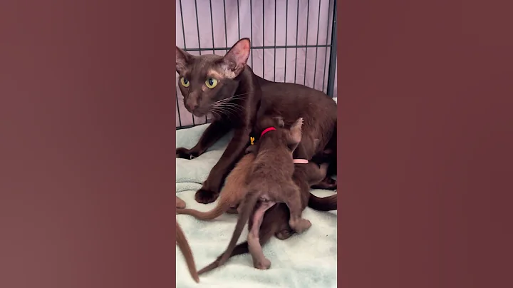 Watch the video about Five newborn Oriental kittens, pure chocolate magic! 🍫😻