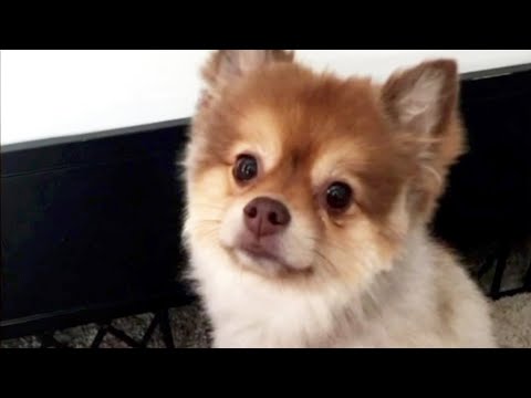 Video: Når hundene flyr