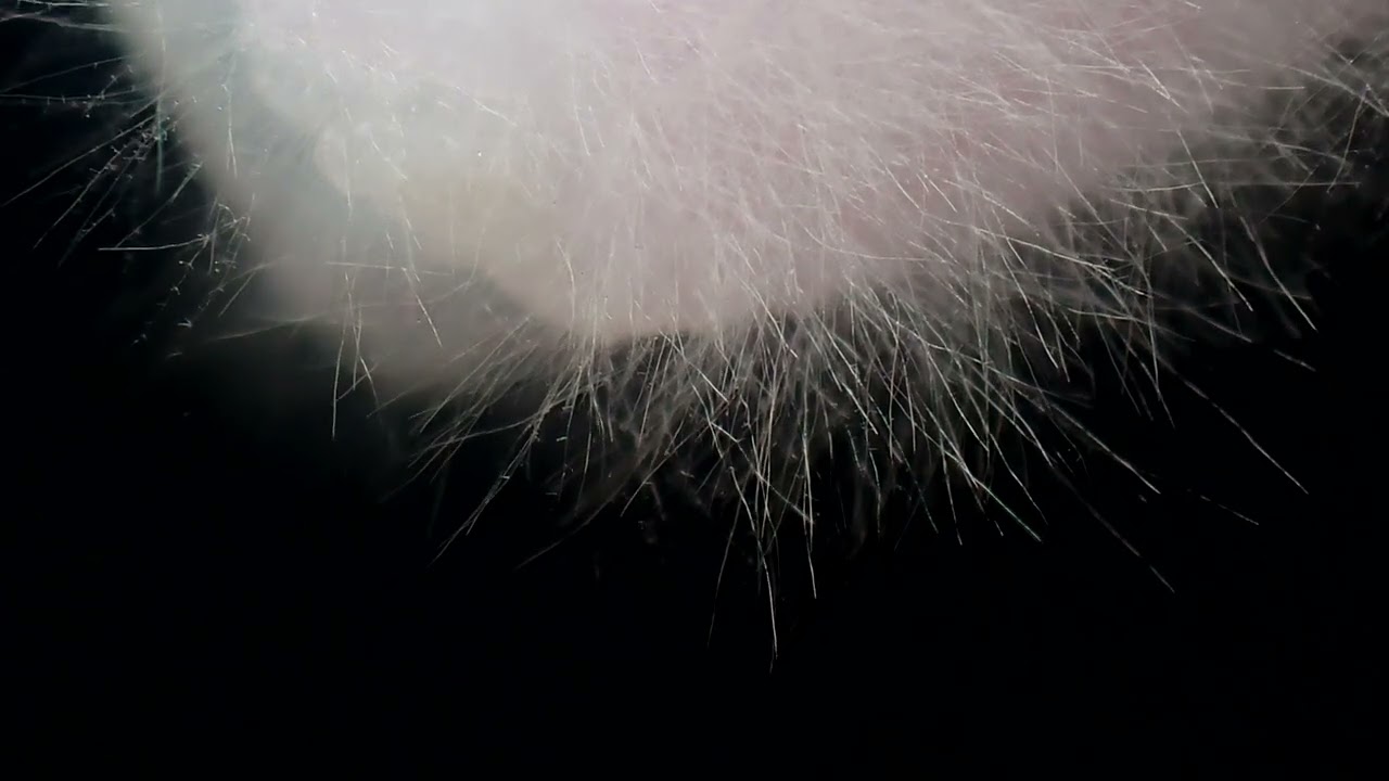 Mycelium Time lapse