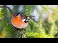 Beautiful Piano Music - Relaxing Music, Study Music, Stress Relief, Sleep Music (Iris)