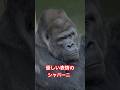 Shabani with a gentle expression【東山動物園ゴリラ】 #gorilla #higashiyama