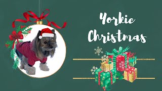 Yorkshire Terrier Christmas edition🎅🏼 by Gughy Yorkshire  937 views 3 years ago 3 minutes, 39 seconds