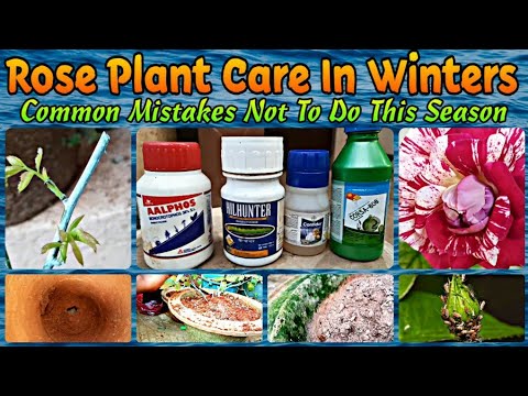 145 - 8 Rose Plant Care Tricks for Winter Season || Common Mistakes Not To Do || For Beginners