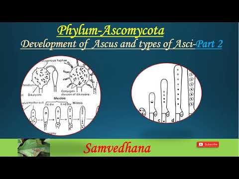 Development of Ascus and types of Asci (Phylum-Ascomycota-Part 2)