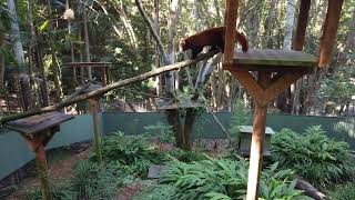 Red pandas at Currumbin Wildlife Sanctuary