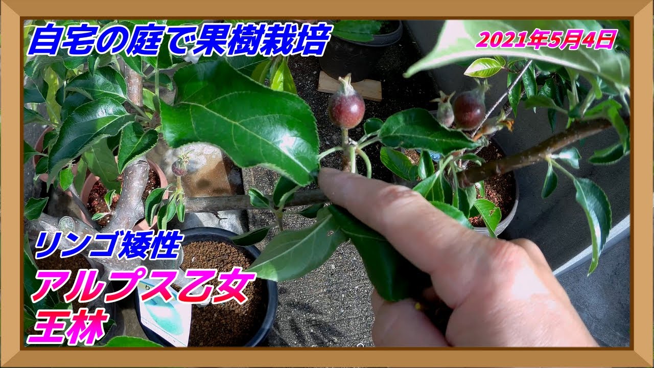 プランターで果樹栽培 リンゴ アルプス乙女 王林 に実が付いてきた Youtube