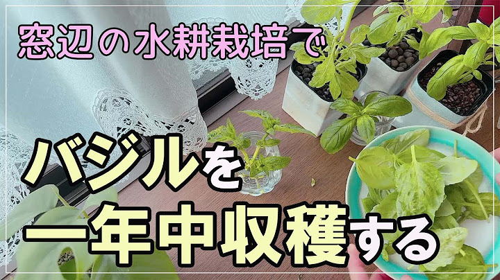 バジルの挿し芽 Youtube
