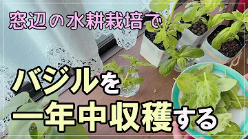 水耕栽培 種から簡単 大葉 バジル育て方 室内育成 Mp3 水耕栽培 種から簡単 大葉 バジル育て方 室内育成 Mp3