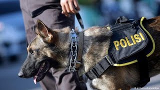 الكلاب البوليسية أفضل مساعد للإنسان