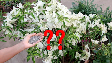 How long does it take a bougainvillea to grow?