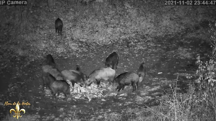 Wild boars Trail Camera Footage