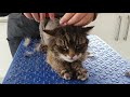 Elderly Matted Cat Being Clipped